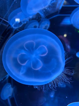 名古屋港水族館に投稿された画像（2025/4/3）