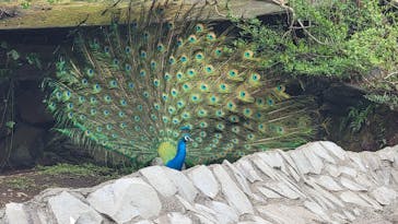 伊豆シャボテン動物公園に投稿された画像（2025/4/3）