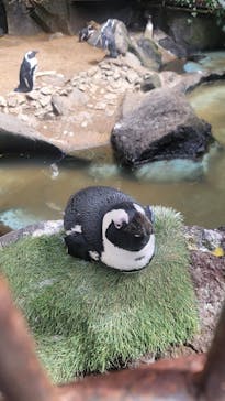 伊豆シャボテン動物公園に投稿された画像（2025/4/3）