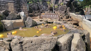 伊豆シャボテン動物公園に投稿された画像（2025/4/3）