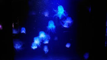 マリンワールド海の中道に投稿された画像（2025/4/3）