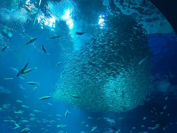 アクアワールド茨城県大洗水族館に投稿された画像（2025/4/3）