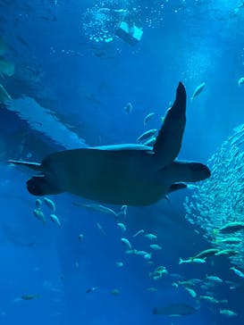 アクアワールド茨城県大洗水族館に投稿された画像（2025/4/3）