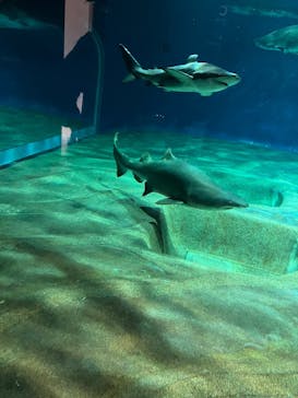 アクアワールド茨城県大洗水族館に投稿された画像（2025/4/3）