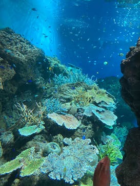 アクアワールド茨城県大洗水族館に投稿された画像（2025/4/3）