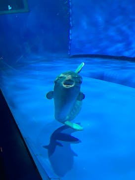 アクアワールド茨城県大洗水族館に投稿された画像（2025/4/3）