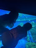 DMMかりゆし水族館に投稿された画像（2025/4/3）