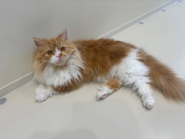 Cat Café MOFF イオンモールナゴヤドーム前店に投稿された画像（2025/4/3）