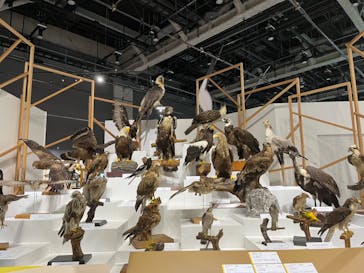 特別展「鳥～ゲノム解析が解き明かす新しい鳥類の系統～」に投稿された画像（2025/4/3）