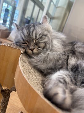 Cat Café MOFF イオンモールナゴヤドーム前店に投稿された画像（2025/4/3）
