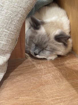 Cat Café MOFF イオンモールナゴヤドーム前店に投稿された画像（2025/4/3）