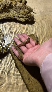 ゼロ距離水族館 伊勢シーパラダイスに投稿された画像（2025/4/3）