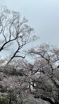 恩賜上野動物園に投稿された画像（2025/4/3）