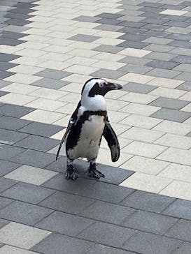 マリンワールド海の中道に投稿された画像（2025/4/3）