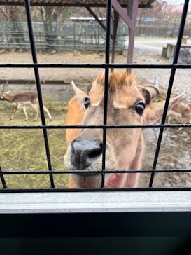 那須サファリパークに投稿された画像（2025/4/3）