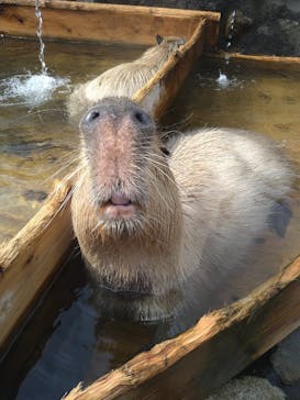 那須どうぶつ王国に投稿された画像（2025/4/3）