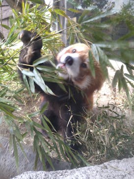 那須どうぶつ王国に投稿された画像（2025/4/3）