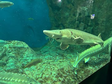 サケのふるさと 千歳水族館に投稿された画像（2025/4/3）