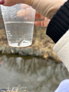 サケのふるさと 千歳水族館に投稿された画像（2025/4/3）