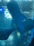 沖縄美ら海水族館に投稿された画像（2025/4/3）