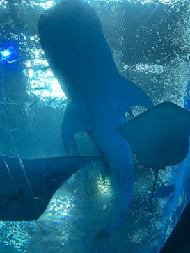 沖縄美ら海水族館に投稿された画像（2025/4/3）