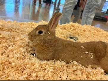 いきもの探検隊湘南に投稿された画像（2025/4/3）