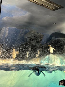 名古屋港水族館に投稿された画像（2025/4/3）