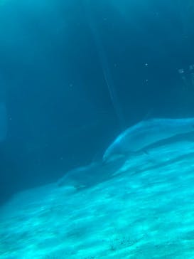 名古屋港水族館に投稿された画像（2025/4/3）