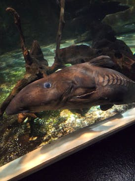 しながわ水族館に投稿された画像（2025/4/3）