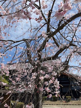 伊勢忍者キングダムに投稿された画像（2025/4/3）