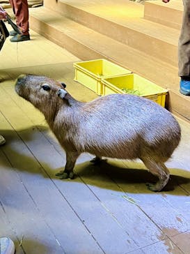 カワスイ 川崎⽔族館に投稿された画像（2025/4/3）