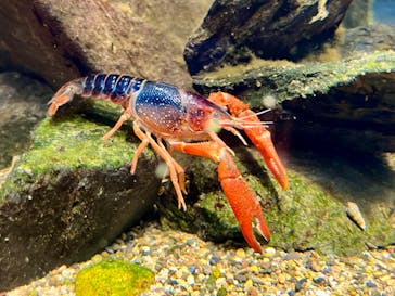 カワスイ 川崎⽔族館に投稿された画像（2025/4/3）