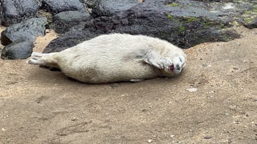 伊豆・三津シーパラダイスに投稿された画像（2025/4/3）