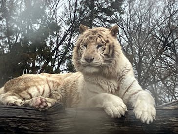 群馬サファリパークに投稿された画像（2025/4/3）