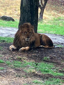 群馬サファリパークに投稿された画像（2025/4/3）