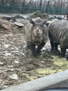 群馬サファリパークに投稿された画像（2025/4/3）