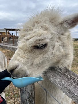 那須どうぶつ王国に投稿された画像（2025/4/3）