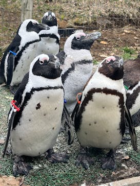 那須どうぶつ王国に投稿された画像（2025/4/3）