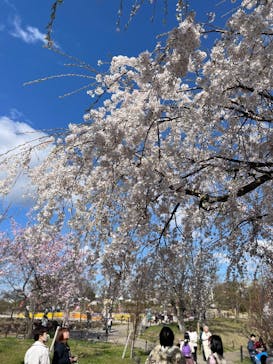名古屋市東山動植物園に投稿された画像（2025/4/3）