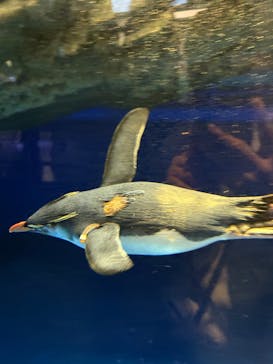 マクセル アクアパーク品川に投稿された画像（2025/4/3）