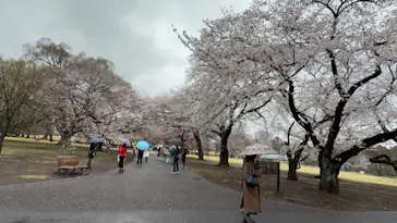 新宿御苑に投稿された画像（2025/4/3）