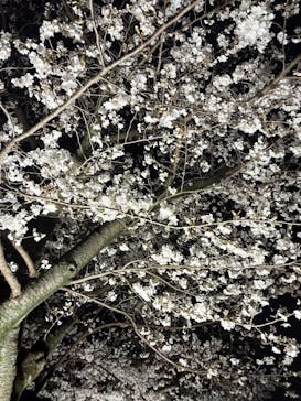 万博記念公園に投稿された画像（2025/4/3）