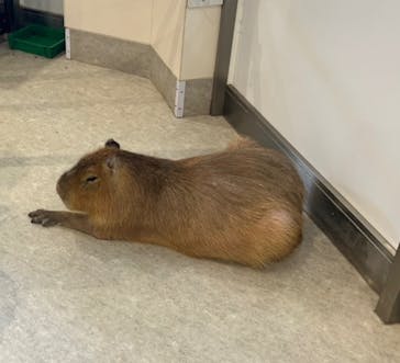 アニタッチみなとみらいに投稿された画像（2025/4/3）