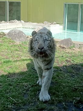 伊豆アニマルキングダムに投稿された画像（2025/4/3）