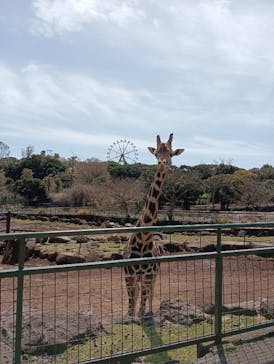 伊豆アニマルキングダムに投稿された画像（2025/4/3）