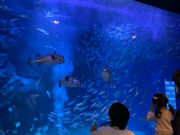 マクセル アクアパーク品川に投稿された画像（2025/4/3）