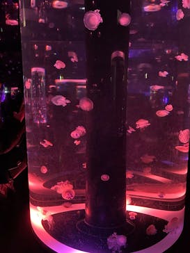 マクセル アクアパーク品川に投稿された画像（2025/4/3）