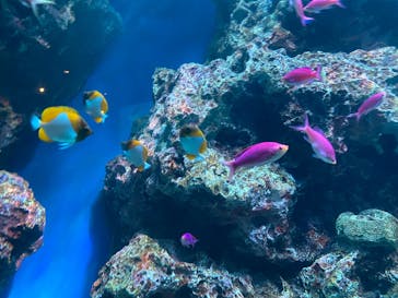 マクセル アクアパーク品川に投稿された画像（2025/4/3）