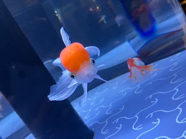 すみだ水族館に投稿された画像（2025/4/3）