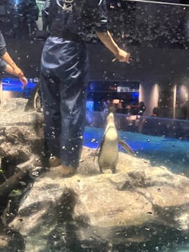 すみだ水族館に投稿された画像（2025/4/3）